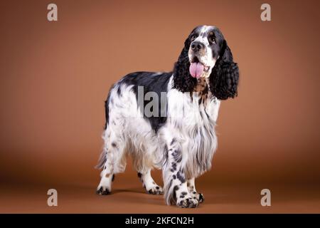 In piedi English Springer Spaniel Foto Stock