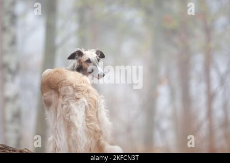 Ritratto del Borzoi Foto Stock