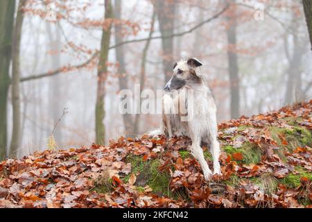menzogne del Borzoi Foto Stock