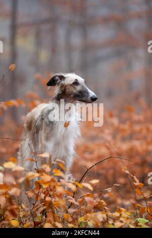 Ritratto del Borzoi Foto Stock