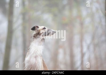 Ritratto del Borzoi Foto Stock