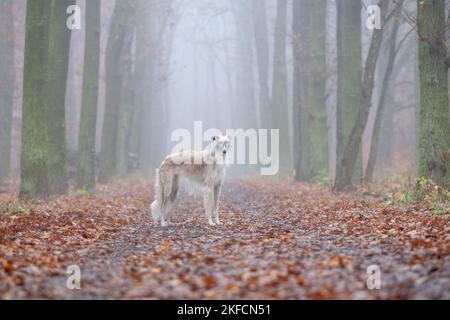 Borzoi Foto Stock