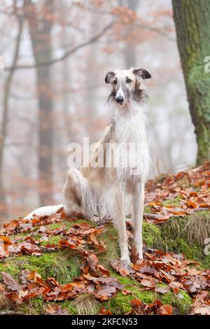 Borzoi seduta Foto Stock