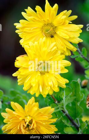 Giallo, Chrysanthemum Cottage giallo, Autunno, Fiori, Chrysanthemum, Fiore, Ritratto, Bloom, mamma Foto Stock