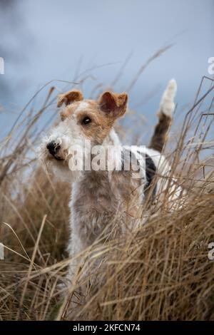 Fox Terrier Foto Stock