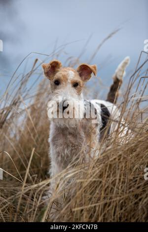 Fox Terrier Foto Stock