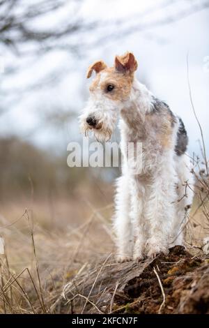 Fox Terrier Foto Stock