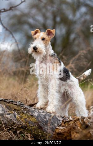 Fox Terrier Foto Stock