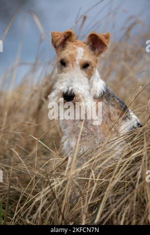 Fox Terrier ritratto Foto Stock