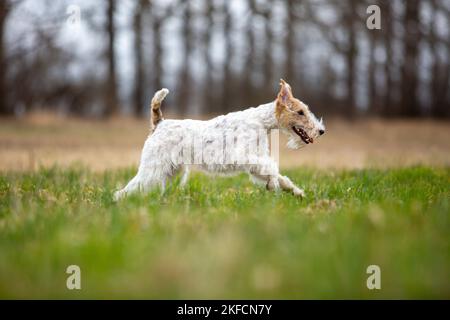 Esecuzione di Fox Terrier Foto Stock