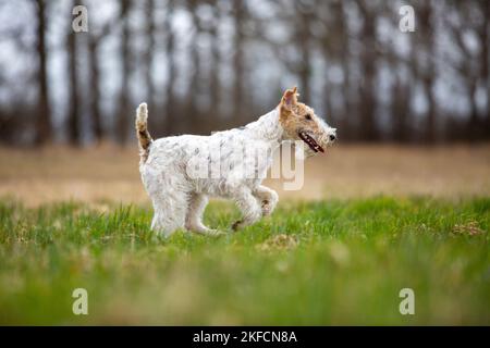 Esecuzione di Fox Terrier Foto Stock