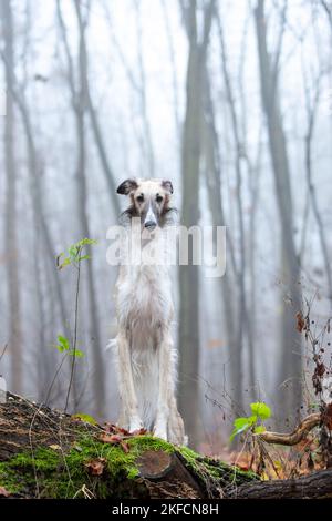 Borzoi Foto Stock