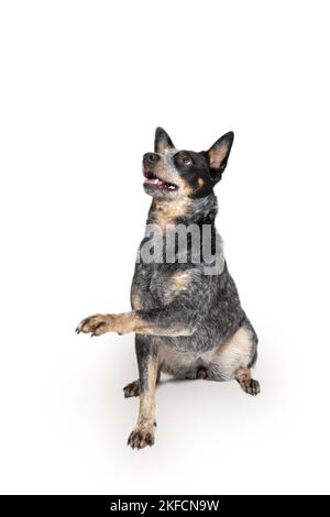 Cane australiano seduto Stumpy Tail Cattle Foto Stock