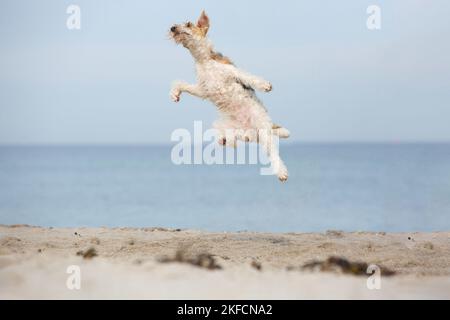 Jumping Fox Terrier Foto Stock