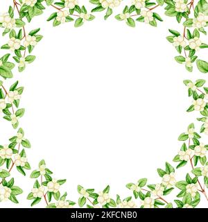 Struttura rotonda in rami con bacche bianche. Illustrazioni acquerello per Natale, Capodanno, compleanno, matrimonio. Design per cartoline, invito Foto Stock