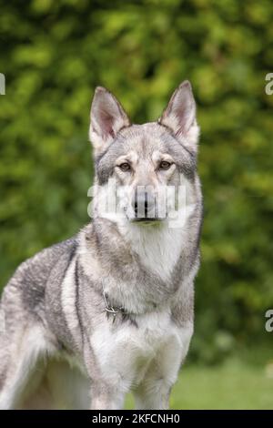 Tamaskan ritratto Foto Stock