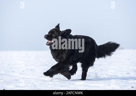 Terranova nella neve Foto Stock