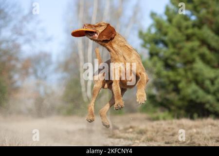 Jumping Magyar Vizsla Foto Stock