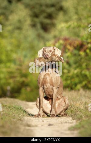 Weimaraner Foto Stock