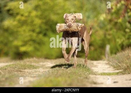 Esecuzione di Weimaraner Foto Stock