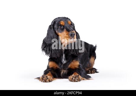 Giacente English Cocker Spaniel Foto Stock