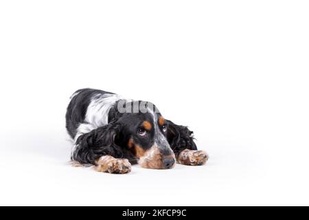 Giacente English Cocker Spaniel Foto Stock