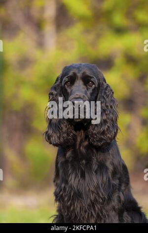 English Cocker Spaniel ritratto Foto Stock