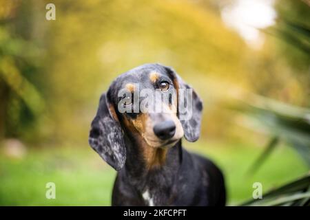 dachshund nel giardino Foto Stock