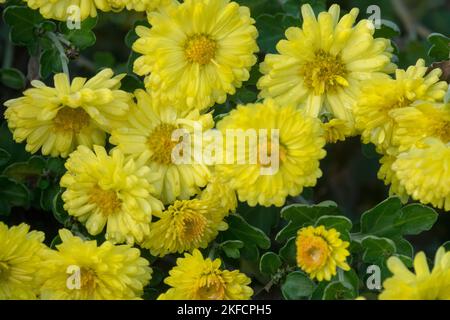 Giallo, Crisantemi, Fiori, Autunno, Mums, Giardino, Crisantemo, Dendrantema, fioritura, Ottobre, Crisantemo 'Jante Wells' Foto Stock