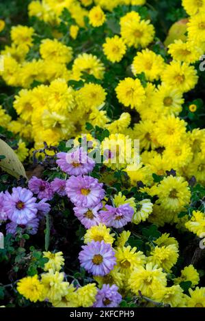 Giallo, Crisantemi, Fiori, Autunno, Mums, Giardino, Crisantemo, Dendrantema, fioritura, Ottobre, Crisantemo 'Jante Wells' Foto Stock