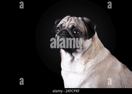 pug ritratto di fronte a sfondo nero Foto Stock