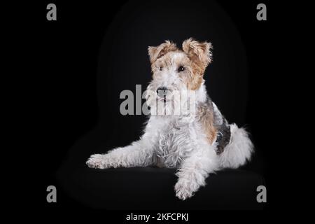 Volpe terrier di fronte a sfondo nero Foto Stock