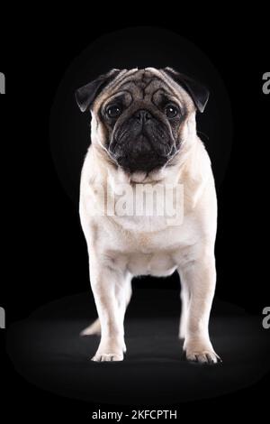 pug davanti a sfondo nero Foto Stock