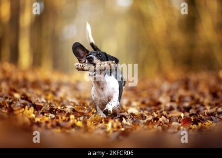 Dachshund nella foresta autunnale Foto Stock