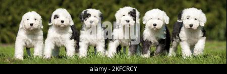 Cucciolo di cane da pastore inglese in piedi Foto Stock