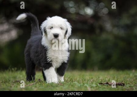 Camminare vecchio cucciolo inglese Sheepdog Foto Stock