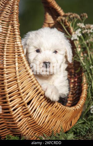 Vecchio cucciolo di cane da pastore inglese nel cestino Foto Stock