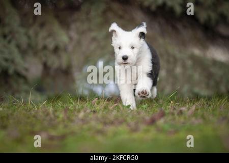 Esecuzione di Old English Sheepdog Puppy Foto Stock