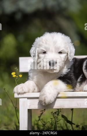 Giace vecchio cucciolo di cane di pecora inglese Foto Stock