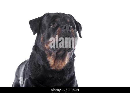 Rottweiler di fronte a sfondo bianco Foto Stock