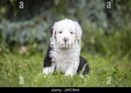 Cucciolo di vecchio cane da pastore inglese seduto Foto Stock