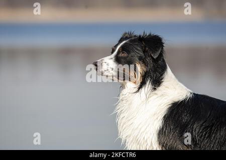 Australian Shepherd ritratto Foto Stock