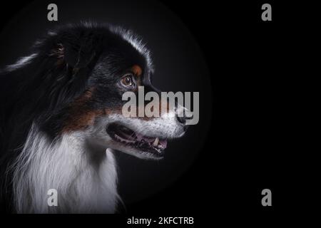 Australian Shepherd ritratto Foto Stock