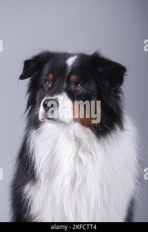 Australian Shepherd ritratto Foto Stock