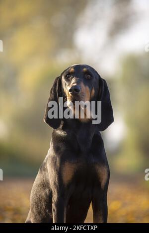 Cane nero-e-tan Foto Stock