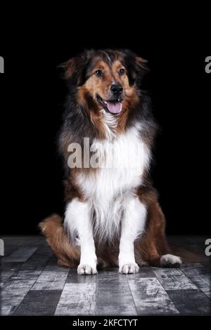 Australiano-Pastore-Mongrel seduto Foto Stock