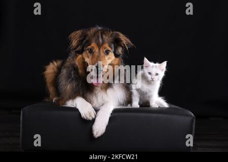 cane con gattino Foto Stock