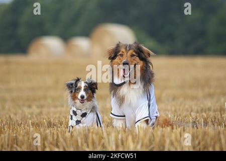 Australian-Shepherd-Mongrel e Pastore Australiano in miniatura Foto Stock