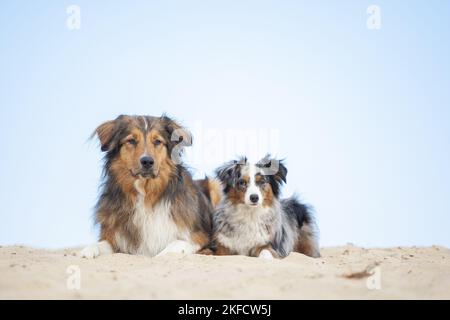 Australian-Shepherd-Mongrel e Pastore Australiano in miniatura Foto Stock