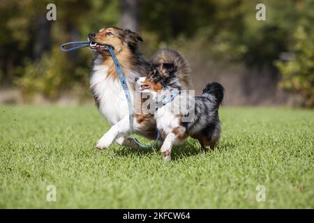 Australian-Shepherd-Mongrel e Pastore Australiano in miniatura Foto Stock